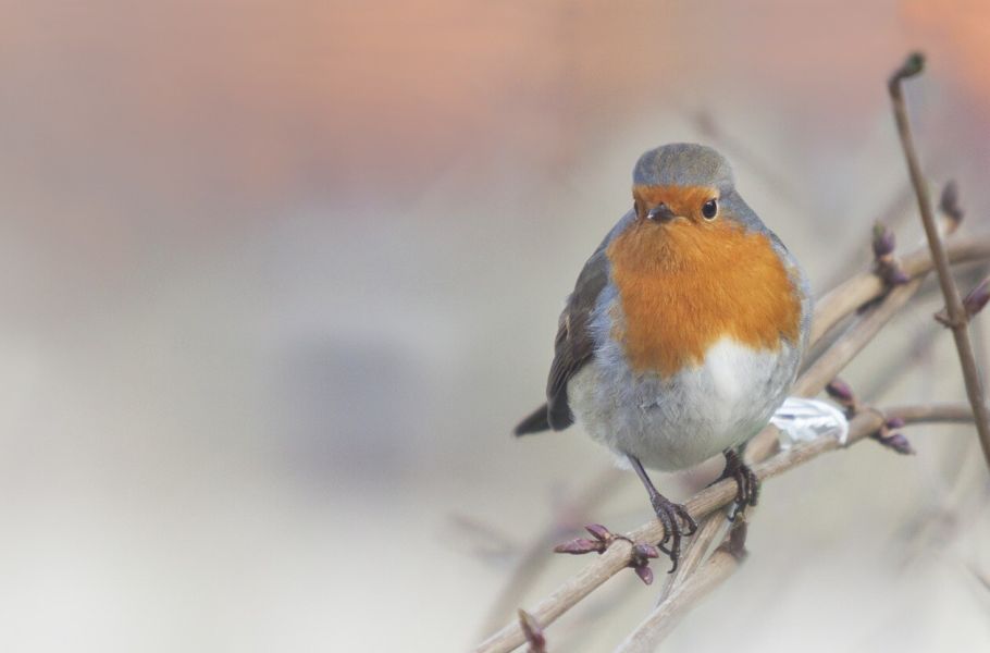 Ohne Vögel ist ein Garten nicht vollständig – warum ist es wichtig, sie im Winter zu füttern