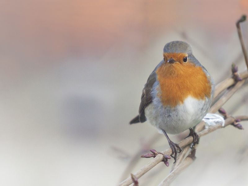 Ohne Vögel ist ein Garten nicht vollständig – warum ist es wichtig, sie im Winter zu füttern